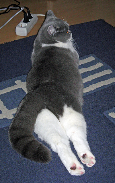 九游体育平台-戈麦斯，一粒进球改写剧本，苏格兰用节奏掌控突尼斯