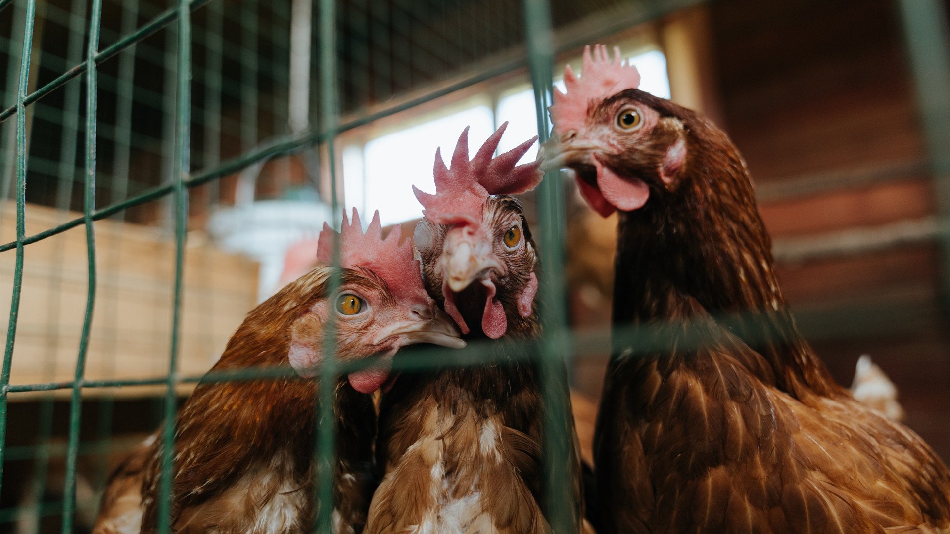九游娱乐网页-绝境之王，罗德里戈在美加墨的风暴眼中苏醒