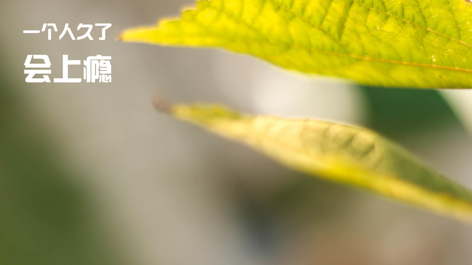 玻利维亚逆袭丹麦,节奏大师的胜利,戈麦斯封神之夜