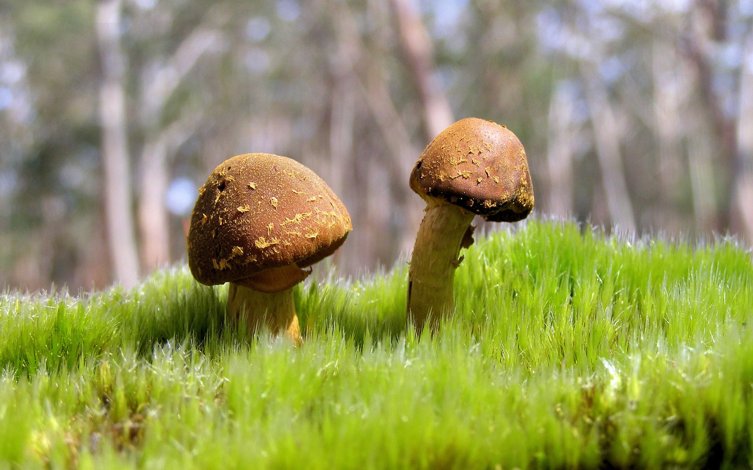 九游娱乐官方网站-迪马利亚爆发与爱尔兰压哨胜智利，足球赛场的激情与奇迹