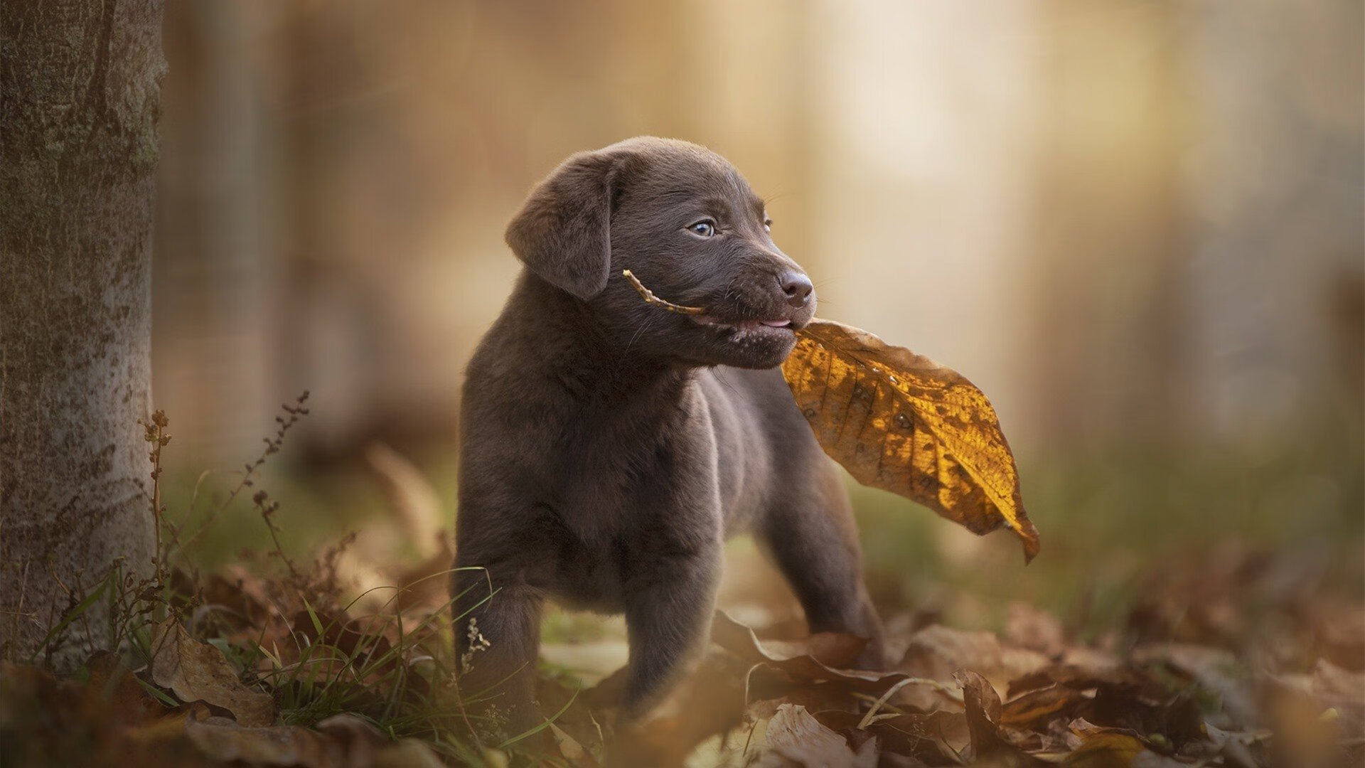 76人压哨击败公牛！恩比德一球封神，关键先生如何炼成？