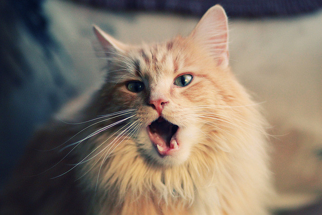 九游体育平台-拉文里程碑之夜，鹈鹕全面压制深圳队迎季前赛大胜