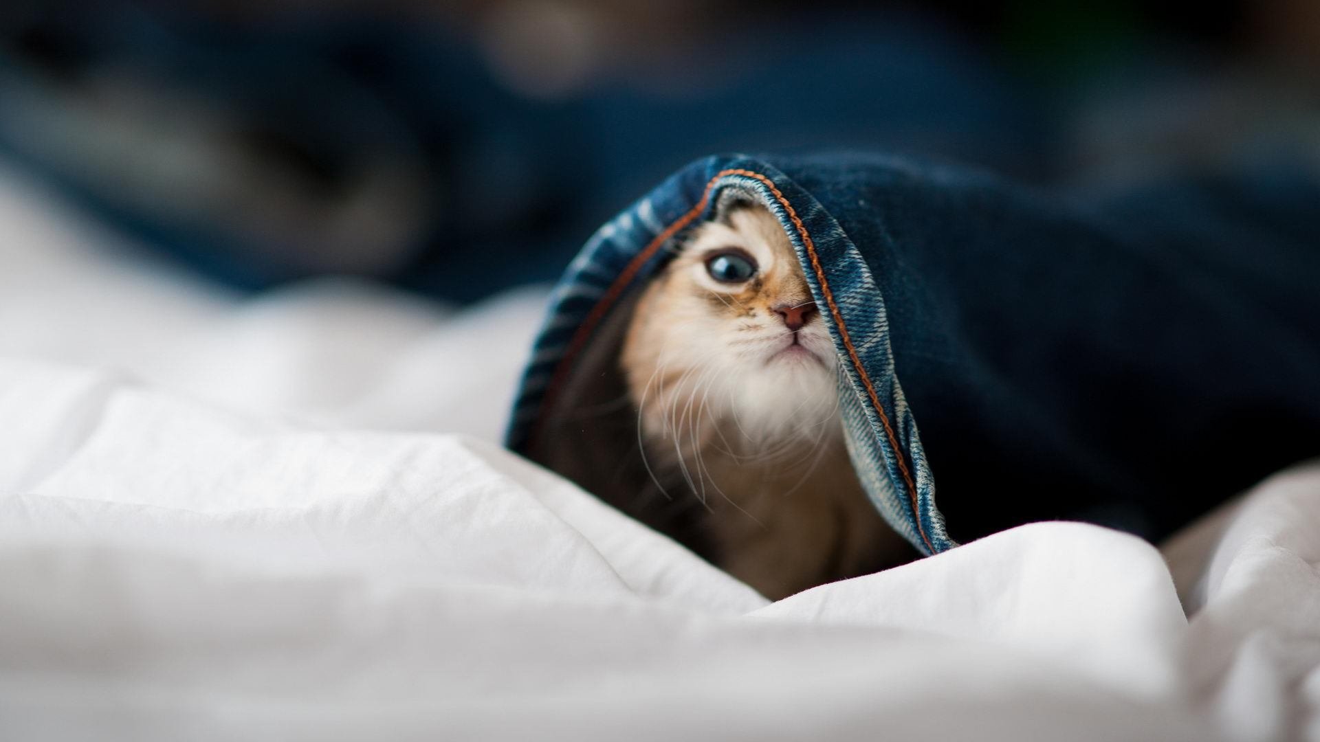 绝杀时刻,竞技体育的永恒宿命